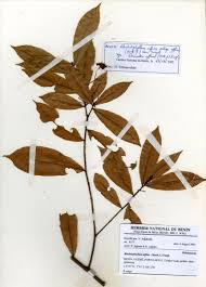 Image result for Rhabdophyllum affine