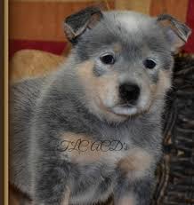 There was an error loading the page; Australian Cattle Dog Puppies For Sale Handmade Michigan