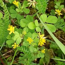Image result for Trifolium dubium
