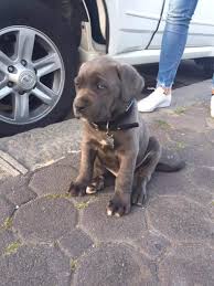 Cane corso grigio blu occhi azzurri, nero e fulvo. Cane Corso Grigio Blu Occhi Azzurri E Nero Likesx Com Annunci Gratuiti Case