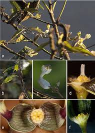 Image result for Ceropegia albipilosa