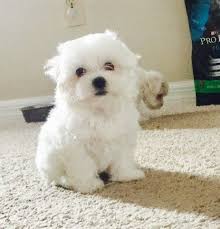 Below are our newest added malteses available for adoption in florida. Maltese Puppy For Sale In Orlando Fl Adn 50386 On Puppyfinder Com Gender Male Age 8 Weeks Old Maltese Puppies For Sale Maltese Puppy Puppies For Sale