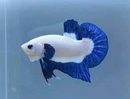 Ikan Cupang Unik Warnawarni Aquarium Pokeronline Agenpoker Gbkpoker Betta Fish Tank Fish Fresh Water Fish Tank