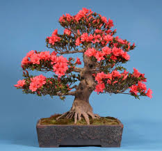 Finde Asiatischer Garten Designs Bonsai Japanische Satsuki Azalee Kikuhime Entdecke Die Schonsten Bilder Zur Inspiratio Bonsai Azaleen Asiatischer Garten