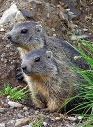 30 Small Mammals Ideas Mammals Animals Wild Cute Animals