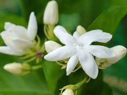 Nama bunga ini rupanya berisi nasihat yang berbunyi kanthi laku tansah kumanthil. Ini 5 Manfaat Makan Bunga Melati