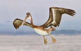 Young Brown Pelican Landing Indranil Sircar Pelagic Birds Shorebirds Bird Art Shorebirds Birds