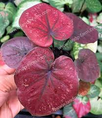 Welcome To L P Farm King Of Euphorbia Milii