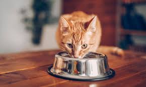 Castor & pollux organix dry cat food. Cat Food Recalled Over Potential Link To Serious Illness Which News