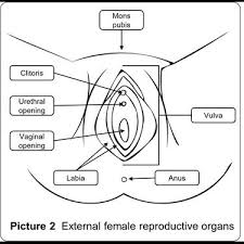 Image result for female sex organ