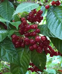 Image result for Psychotria cinerea