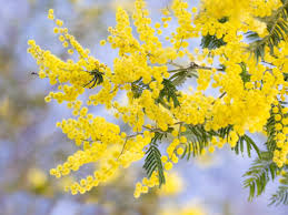 Image result for Acacia dealbata