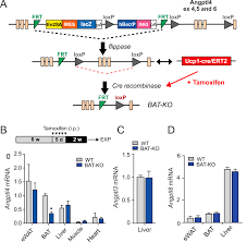 Greek for new hellenic television), is the second television network. Brown Adipose Tissue Derived Angptl4 Controls Glucose And Lipid Metabolism And Regulates Thermogenesis Abstract Europe Pmc