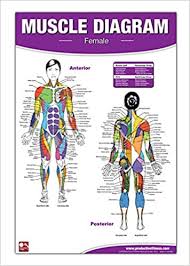 These muscles are also called immigrant muscles, since they actually represent muscles immigrant muscles of the upper limb that lie superficially in the back. Amazon In Buy Female Muscle Diagram Book Online At Low Prices In India Female Muscle Diagram Reviews Ratings