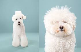 Japanese Dog Grooming Stunning Before And After Comparison Design Swan Japanese Dog Grooming Poodle Grooming Dog Grooming