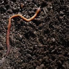 I'm a big fan of worm composting so i thought i'd upload a quick instructable about how to compost with worms. How To Attract Worms To A Yard