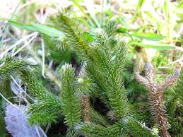 Image result for Huperzia afromontana