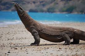 10 Terrifying And Dangerous Turtles And Lizards Listverse Komodo Dragon Scary Animals Animals