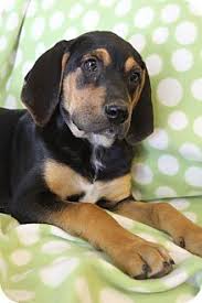 Black And Tan Coonhound Puppies For Sale In Virginia Wytheville Va Labrador Retriever Black And Tan Coonhound Mix Meet Annie A Puppy For Adoption Labrador Retriever Mix Unique Dog Breeds Labrador Retriever