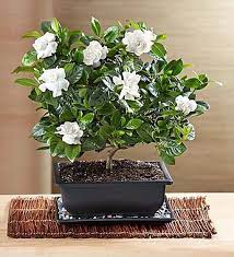 Plants wedding flowers bloom flowers nature gardenia pretty flowers flower garden flower plants gardenia plant buy plants container gardening 800 flowers indoor plants bonsai plants shop 1800flowers for a selection of plants that make excellent plant gifts or will beautifully furnish. Gardenia Bonsai Jardineria Y Plantas Plantas Bonsai Y Plantas