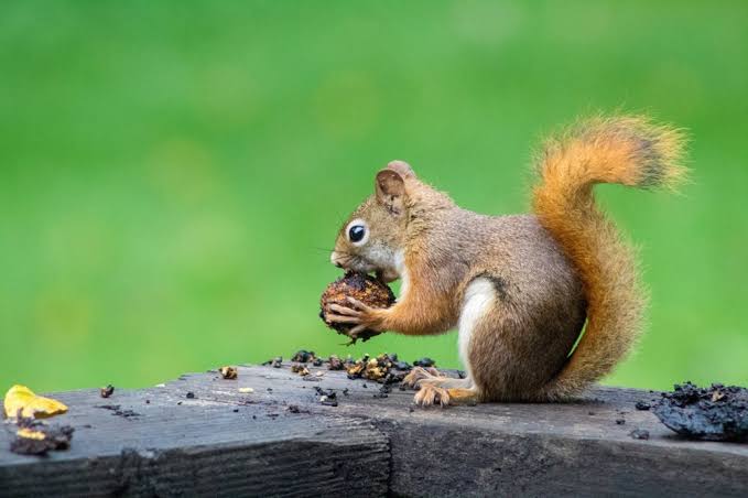 What to Do When Wildlife Enters Your Home: A Homeowner’s Guide