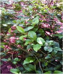 Image result for Plumbago zeylanica