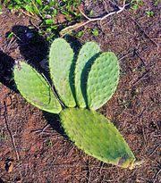 At first, i heard that it is a romantic movie, and i thought it is like all the romantic routine movies that we used to watch in bollywood. Cactus Simple English Wikipedia The Free Encyclopedia