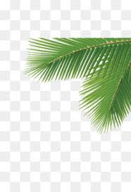 Download free palm tree png images. Palm Leaf Png Watercolor Palm Leaf Palm Leaf Border Palm Leaf Background Cleanpng Kisspng