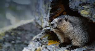 Groundhog Day: Ancient Origins of a Modern Celebration | Folklife Today