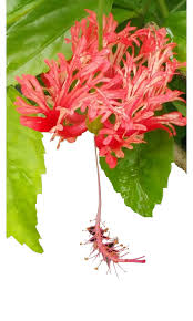 Image result for Hibiscus schinzii