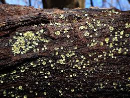 Image result for Chlorosplenium chlora