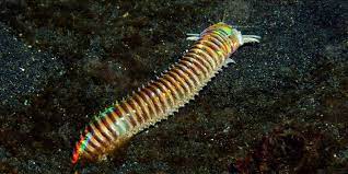 el gusano marino eunice aphroditois conocido como gusano bobbit arco iris puede alcanzar los 3 metros de longitud y es un t colorful see creatures