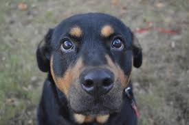 Black And Tan Labrador For Sale She Is Also Called A Rottweiler Pitbull Mix Bullrott American Pitweiler Rottenpit Rottie Pit Rottbull And Pro In 2020 Rottweiler Mix Pitbull Terrier Puppy Dog Pictures