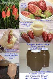 How To Process Pinecone Ginger To Extract The Juice From The Flower Heads To Use On Your Hair And Skin As Last Rinse Leaves H Ginger Plant Ginger Uses Ginger