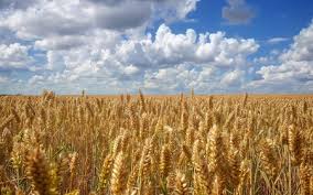 Maybe you would like to learn more about one of these? Corn Field Fields Nature Background Wallpapers On Desktop Nexus Image 2399645