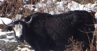 Kanchenjunga (28,146 feet) on the west and the chola range on the east is capped in the north by the main himalayan range, trapping sikkim in a gigantic mountainous horseshoe. Climate Change Is Changing Yak Rearing Patterns In Lachen And Lachung In North Sikkim