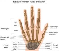 Jika tulang yang menahan beban terasa sakit, seperti di kaki atau panggul, maka jangan menekannya. Fungsi Tulang Telapak Tangan Struktur Bagian Rangk