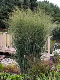 Image result for Panicum hirtum