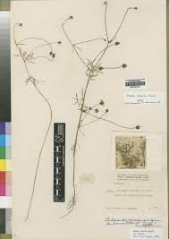 Image result for Bidens diversa