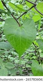 Image result for Menispermaceae