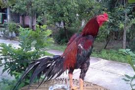 Ayam petarung jenis bangkok klasik super galak. Ciri Ciri Ayam Aduan Pukul Mati Tips Memilih Ayam Bangkok Kuat Menang