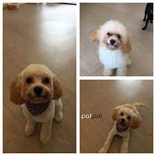 Pin On Dog Grooming