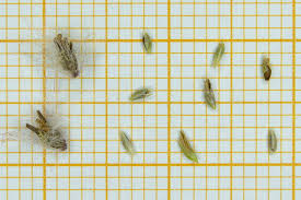 Image result for Melinis ambigua