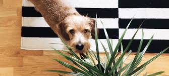 Is this plant safe for dogs? Non Poisonous Plants Plants Safe For Cats And Dogs