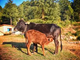 Uttarakhand plans genetic enhancement of its indigenous Badri cow - The  Hindu