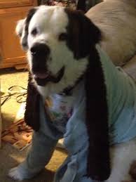 My Zeus So Cute St Bernard Puppy St Bernard Dogs Bernard Dog
