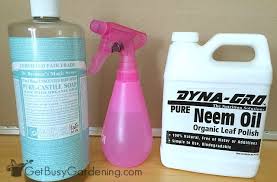 Neem oil, an organic insecticide, is pressed from seeds of tropical neem trees. Neem Oil Insecticide How To Use Neem Oil On Houseplants