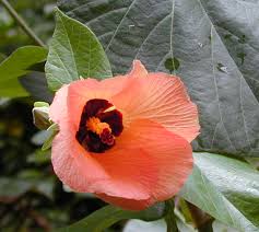 Image result for Hibiscus torrei