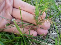 We did not find results for: Tiny Cedar Spruce Like Trees Growing In Grass Like Weeds