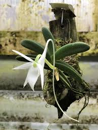 Image result for Angraecum